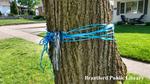 Blue Ribbons Tied Around a Tree During the COVID-19 Pandemic in Brantford, Ontario