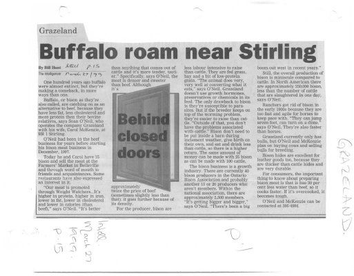 Buffalo Roam Near Stirling