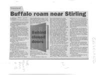 Buffalo Roam Near Stirling