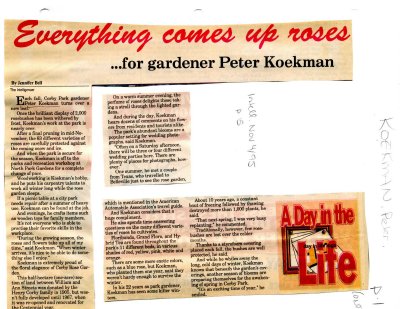 Everything comes up roses... for gardener Peter Koekman