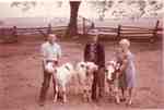 Gordon, Reg and Ella Sherwood with triplet calves, 1965