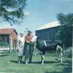 Ella and Reg Sherwood with a Hereford & Holstein cross steer, ca 1970
