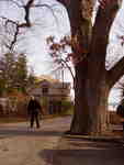 Dave McKay with the Allview Avenue Oak tree, 2009