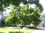 1375 Ontario Street,  ancient Magnolia tree, 2008