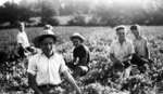 Picking peas on the Bullock farm, ca 1930s.