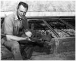 Reg Bullock at the cold frames in front of the greenhouses, n.d.