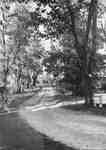 Lane, with locust trees, from Guelph Line to Locust Lodge, ca 1945