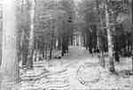 Shadeland, road through the bush, winter 1906