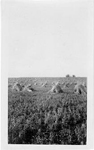 Wheat field with stooks, Saskatchewan, 1923