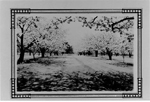 Bruce Filman's cherry orchard,  late 1920's
