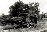 "A load of hay being pulled by oxen", 1907