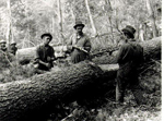 "Pioneers cutting logs in the bush", 1917