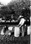 "Packing apples in barrels", 1908