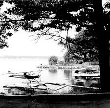 Burlington Waterfront -- Trees on Shore