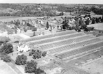 Unsworth Family -- The Unsworth Greenhouses, ca 1936