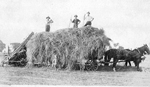 John Dudley Williamson -- Loading hay