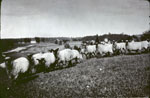 Sheep on the White Family's Homestead.