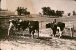 Jack Gunn's Cows