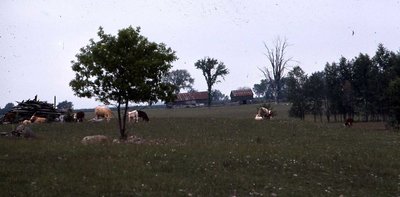 Cows in field, location unknown