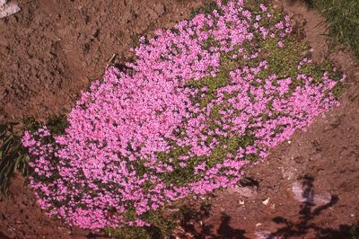 Phlox in the park