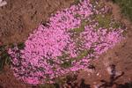 Phlox in the park