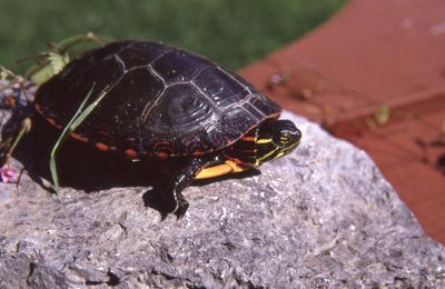 Painted box turtle