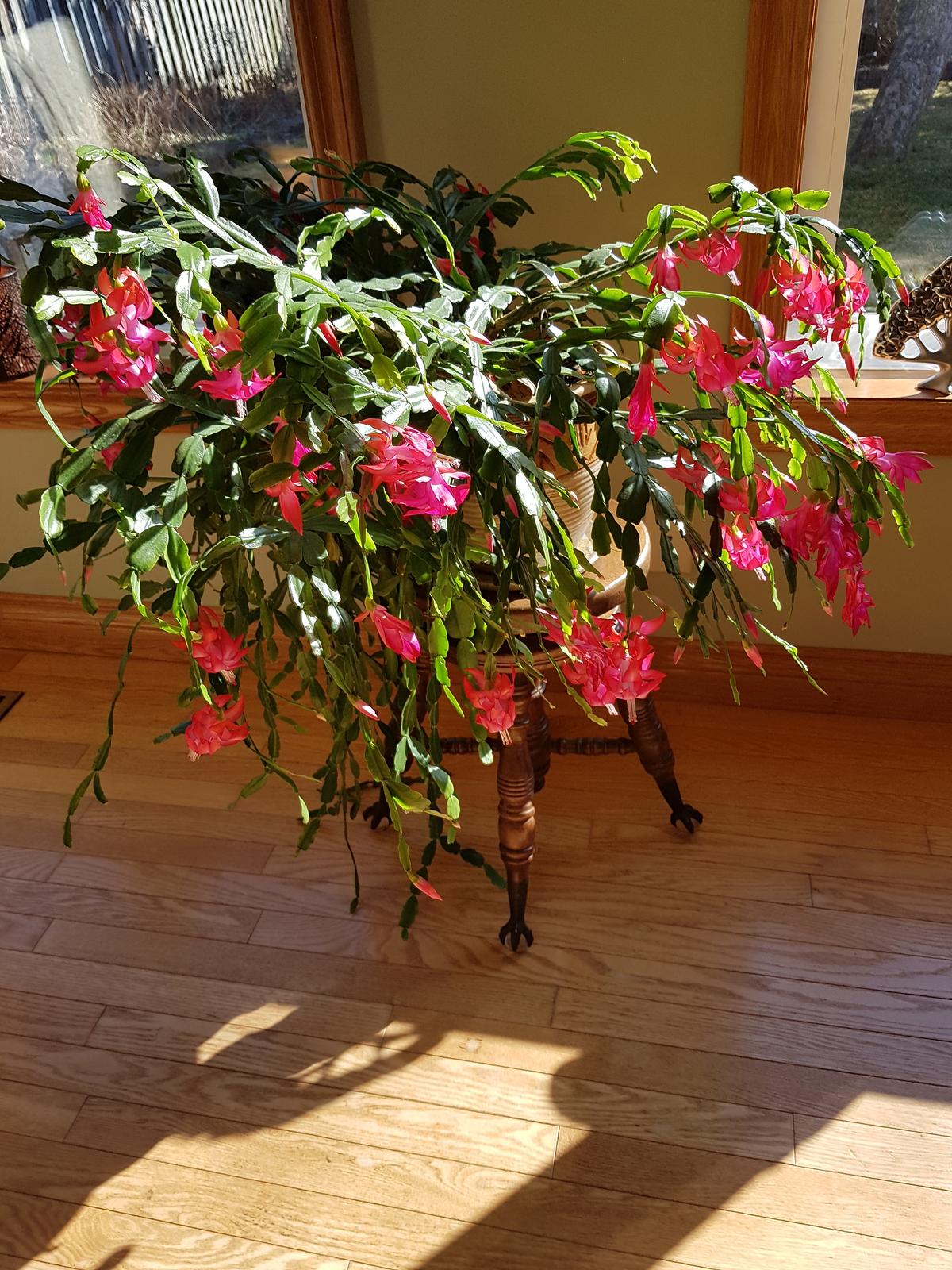 Easter Cactus