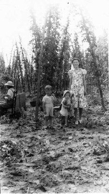 Culture du houblon