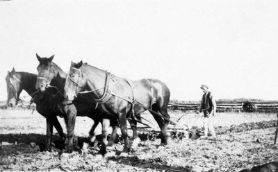 Le labourage avec trois chevaux.