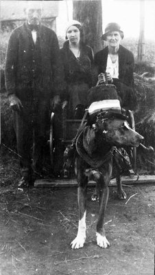 Un attelage de chien avec une petite voiture.