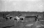 A group of dogs at a kennel