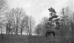 Horse in a field, Cramahe Township