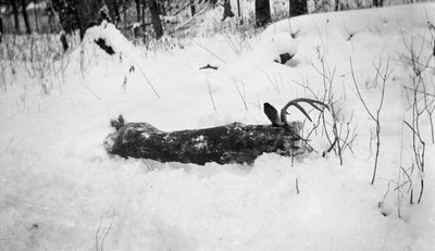 A slain stag in a snowy field