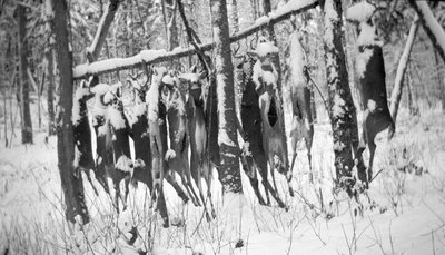 Field dressed deer hung after a winter hunt