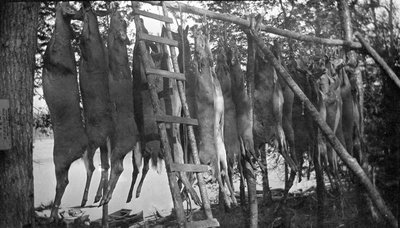 Field dressed deer hung after a summer hunt