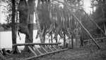 Field dressed deer hung on a wooden frame