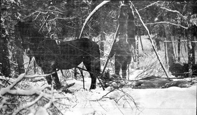 A hunter transporting slain deer by horse in harness