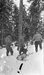 Three deer hunters transporting a slain deer in the winter