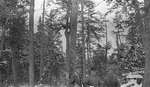 Three deer hunters standing in the woods