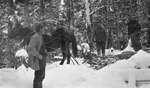 Three deer hunters transporting deer by horse in harness