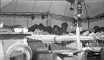 Deer hunters resting inside their camp tent