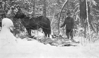 A deer hunter transporting deer by horse in harness