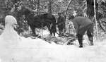 Three deer hunters transporting slain deer by a horse in harness