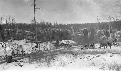 Deer hunters transporting their gear by a horse drawn sleigh