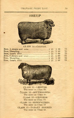 Exhibit, Cramahe Agricultural Society, Sheep, p.13