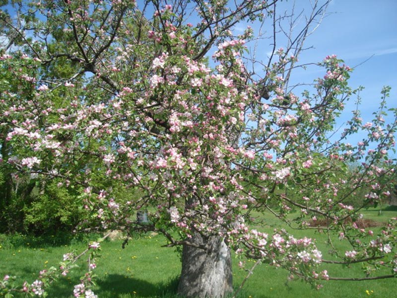 St. Lawrence Apple Tree, Cramahe Township