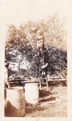 Exhibit photo from Apple Growing in Colborne by Joy Gifford - W.R. Scott Orchard