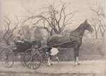 Man driving a horse carriage