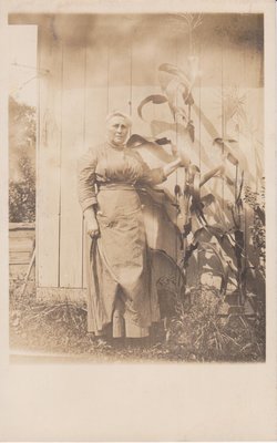 Postcard of woman standing by a stalk of corn