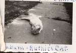Ruthie's cat, Turpin Family Photograph Album